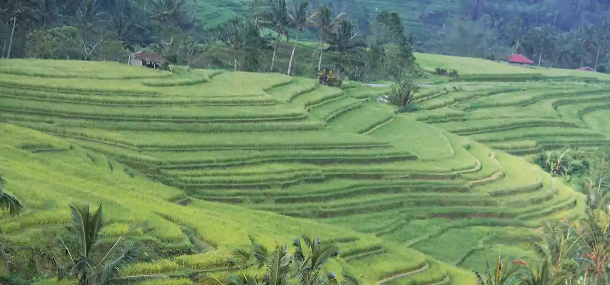 jatiluwih rice terrace, jatiluwih bali, unesco world heritage, bali unesco world heritage